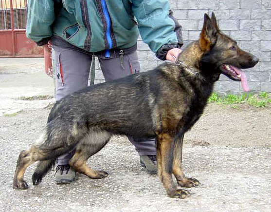 Sable Gsd