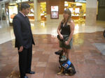 Dog training in colorado springs